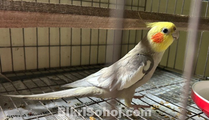 Cockatiel